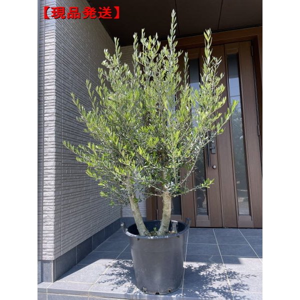 オリーブ⑭ シプレッシーノ キレイな樹形 樹高：180cm （果樹ポット