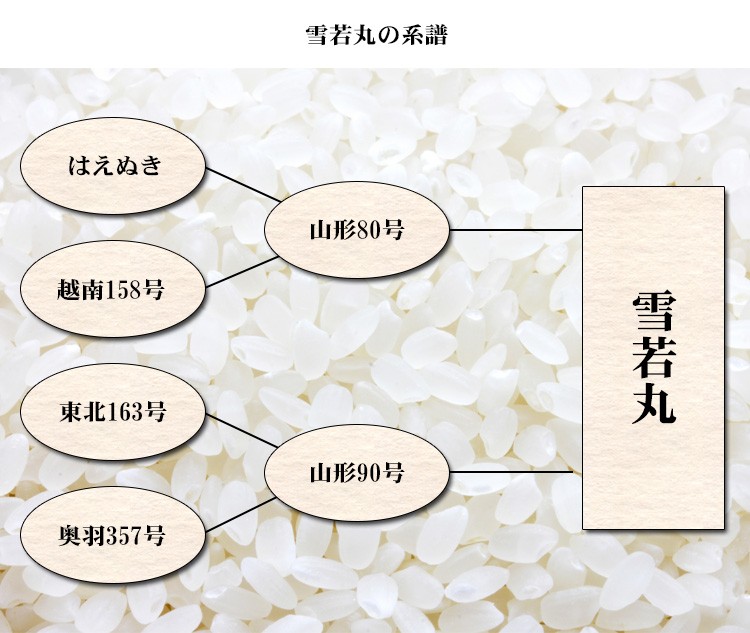 新米 無洗米 5kg 雪若丸 山形県産 令和5年産 雪若丸 お米 5キロ 安い 送料無料