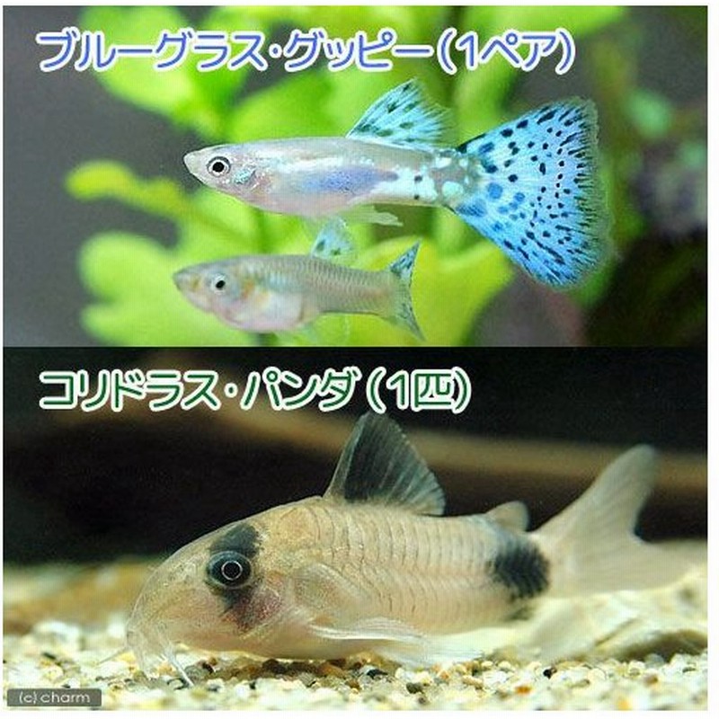 ☆安心の定価販売☆】 熱帯魚 国産ミックスグッピー １ペア 北海道 九州航空便要保温 arkhitek.co.jp