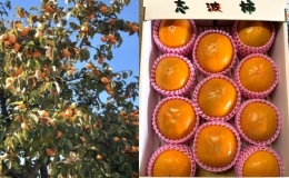 柿 富有柿 早生 Lサイズ 14～15玉入 かき カキ 果物 くだもの フルーツ