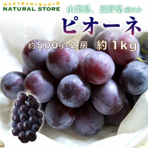   ピオーネ 2房 約1kg ぶどう ブドウ 葡萄 約500g x 山梨県 長野県産ほか  夏ギフト 御中元 お中元