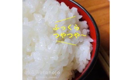特別栽培米コシヒカリ9kg(4.5×2)精白米