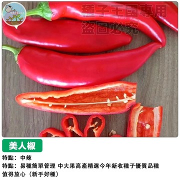 美人椒種子  高產大果型（中辣）大紅辣椒~農家常見蔬菜種子辣椒種子 陽台菜園 自種自吃 調味香料