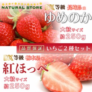 [予約 2024年1月5日-1月30日の納品] ゆめのか × 紅ほっぺ 約250g× 2パック DX 大粒サイズ 化粧箱 いちご 苺 ギフト ご贈答 食べ比べ