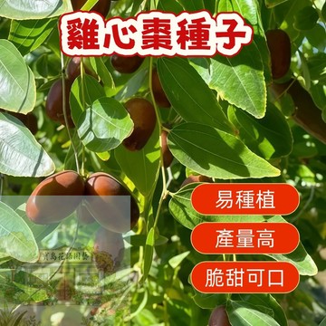 🍐棗子種子 （雞心棗種子） 臺灣本土夢幻雞心棗種子！果甜核小，居家盆栽首選，見證紅寶石結果的喜悅～打造你的迷你果園