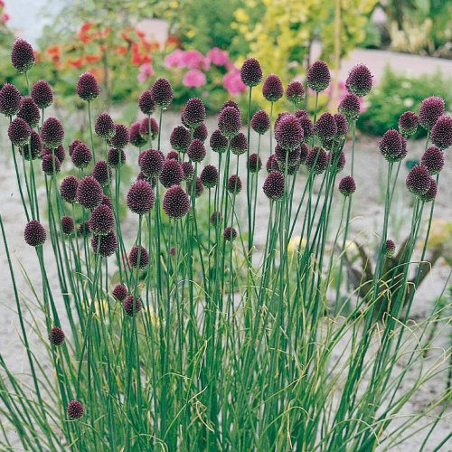 10月初旬受付開始予定 アリウム 丹頂 花 球根 スファロセラム 10個パック 秋冬植え 春咲き イングリッシュガーデン 植栽用余剰球放出企画 通販 Lineポイント最大0 5 Get Lineショッピング