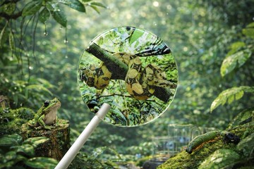 創意棒棒糖 - 枝間之夢