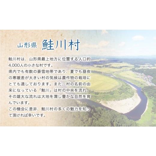 ふるさと納税 山形県 鮭川村 令和5年産　鮭川村　コシヒカリ60kg定期便（10kg×6回発送）