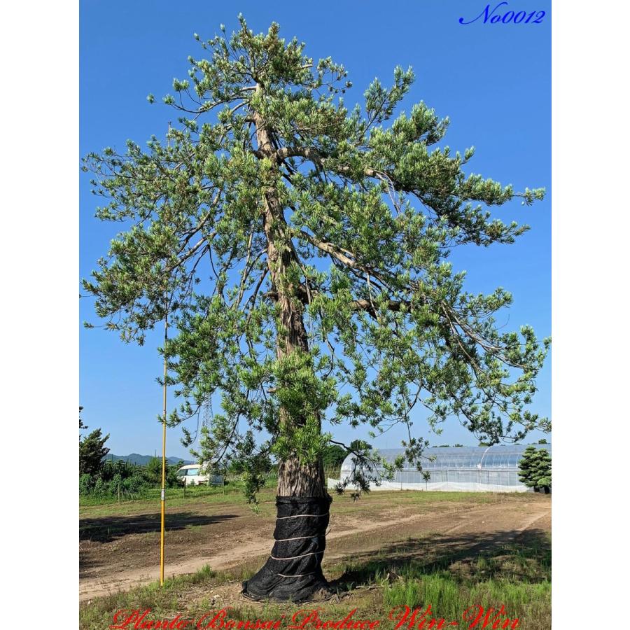 樹齢150年の老木 枝垂れ槙の木 樹齢150年の老木 枝垂れ槙の木