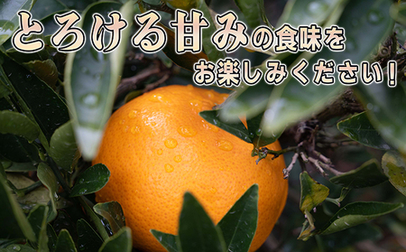 みかん 柑橘 果汁たっぷり甘さに満足 せとか ＜3キロ＞