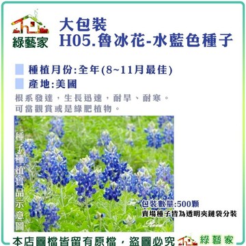 【綠藝家】大包裝H05.魯冰花(水藍色)種子500顆