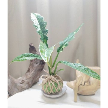 《Kamata🌈》苔球☘️ 斑葉火之戒蔓綠絨 ☘️療癒植物 手作苔球 居家辦公小品 室內植物