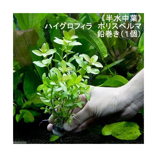 水草 半水中葉 ハイグロフィラ ポリスペルマ 鉛巻き 半水中葉 無農薬 １個 北海道航空便要保温 通販 Lineポイント最大0 5 Get Lineショッピング