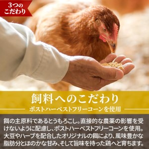 水炊きセット 鶏飼う人 古処鶏 こしょどり ギフトセット 天野商店 配送不可 離島