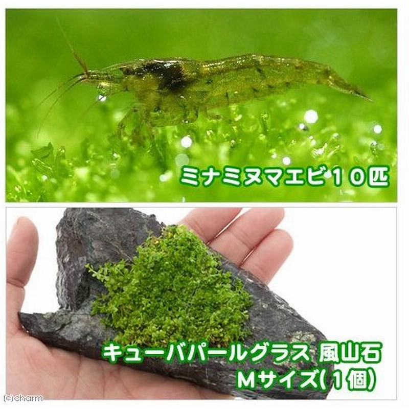 エビ 水草 ミナミヌマエビ １０匹 キューバパールグラス 風山石 ｍサイズ 約１４ｃｍ 無農薬 １個 北海道 九州航空便要保温 通販 Lineポイント最大0 5 Get Lineショッピング