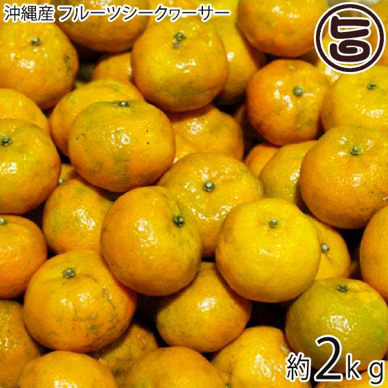 期間限定 沖縄産 フルーツシークヮーサー 約2kg 栄養たっぷり そのまま食べられる甘い黄金色のシークワーサー
