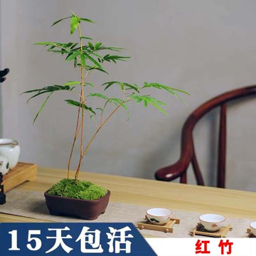 紅竹盆景觀音竹桌面綠植書房庭院陽臺植物小紅竹子苗竹子盆栽室內