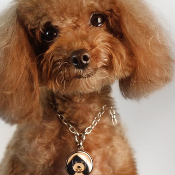 不鏽鋼項鍊專屬品種名牌 ((含刻字服務 ))