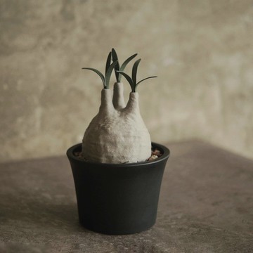 塊根植物撲滿-象牙宮