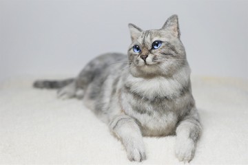 與我家孩子如出一轍訂製羊毛氈毛刺作品