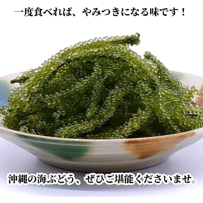 沖縄県産大粒・生 海ぶどう(おもろ海産) (100g×3袋)