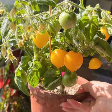 🍅(棉花糖小雞番茄種子) 現貨速發 小西紅柿種子 超甜 皮薄 多汁 多年生聖女果種籽 四季播種農田盆栽 水果蔬菜種子