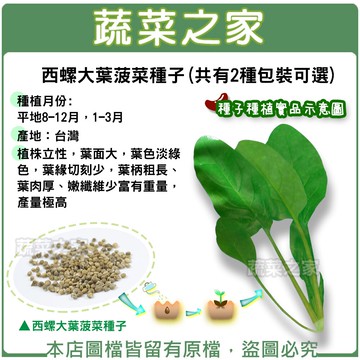 【蔬菜之家】A91.西螺大葉菠菜種子(共有2種包裝可選)