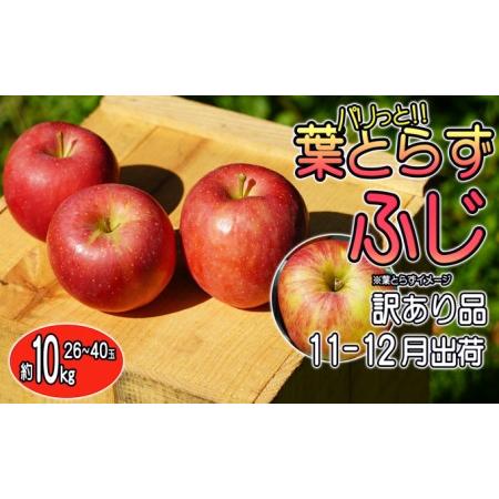 ふるさと納税 訳あり品 パリっと！！葉とらずふじ 約10kg 青森県弘前市