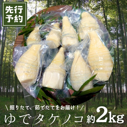 《 先行予約 》新鮮な ゆで タケノコ 2kg 竹の子 2キロ 筍 たけのこ 水煮 真空パック 国産 たけのこご飯