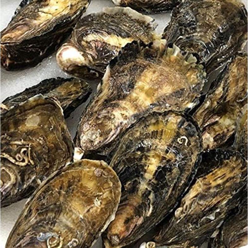 生 殻付き真牡蠣 兵庫県坂越産 10個 シングルシード製法 生食用坂越産真牡蠣x10個冷蔵 豊洲直送