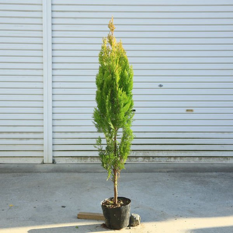庭木 植木 苗 コニファー エレガンテシマ 佐川急便 通販 Lineポイント最大0 5 Get Lineショッピング