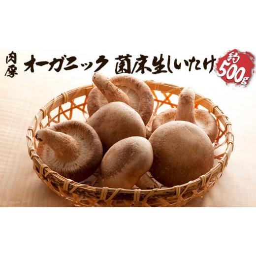 ふるさと納税 福島県 泉崎村 オーガニック 菌床生しいたけ 約500g [No.5734-0108]