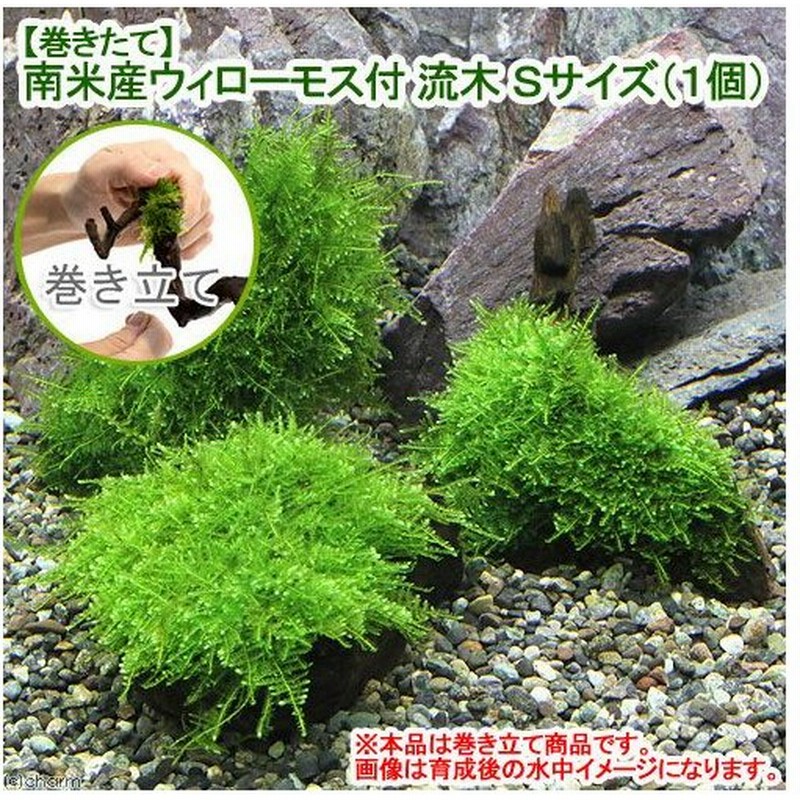 ランキング第1位 水草 巻きたて ウィローモス ボール 水中葉 無農薬 １個