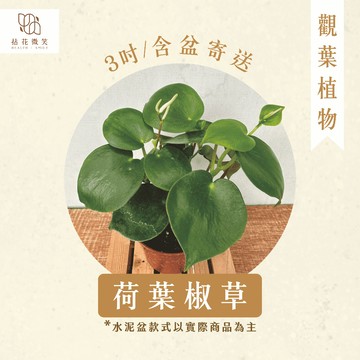 【拈花微笑】荷葉椒草｜3吋│窗邊植物│新手植物│淨化空氣│水泥盆│招財植物│觀葉植物│質感盆栽