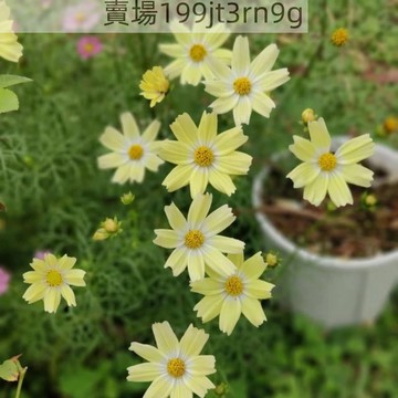 🌼【新品波斯菊種子】🌼（500粒）20款花色 四季重瓣格桑花種子秋英種子 四季開花耐寒耐病易養活 室內庭院觀賞花卉 觀賞