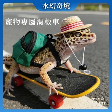 【水幻奇境】寵物滑板 陸龜滑板 守宮 鸚鵡 手指滑板 迷你 爬蟲玩具 拍照道具 烏龜滑板車 搞怪 療癒 爬蟲用品 小滑板