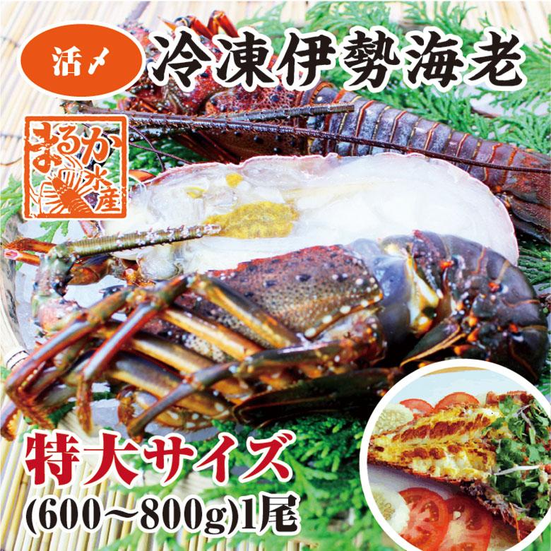 伊勢海老　冷凍（加熱用）　特大（600〜800ｇ）1尾　　[魚介類]　（活〆冷凍）