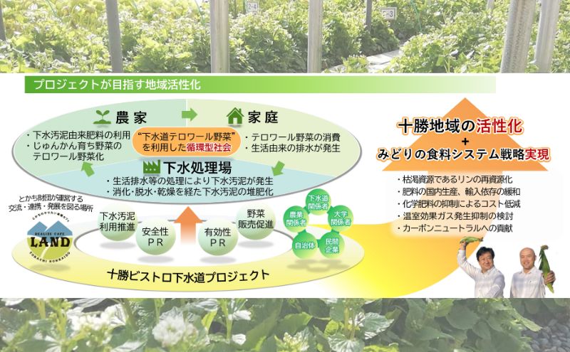 とうもろこし 恵味ゴールド 10本「じゅんかん育ち」北海道 十勝 幕別町