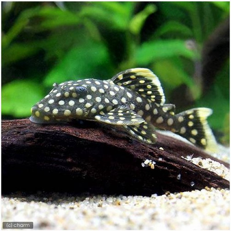 熱帯魚 オレンジフィン カイザープレコ ワイルド １匹 北海道航空便要保温 通販 Lineポイント最大0 5 Get Lineショッピング