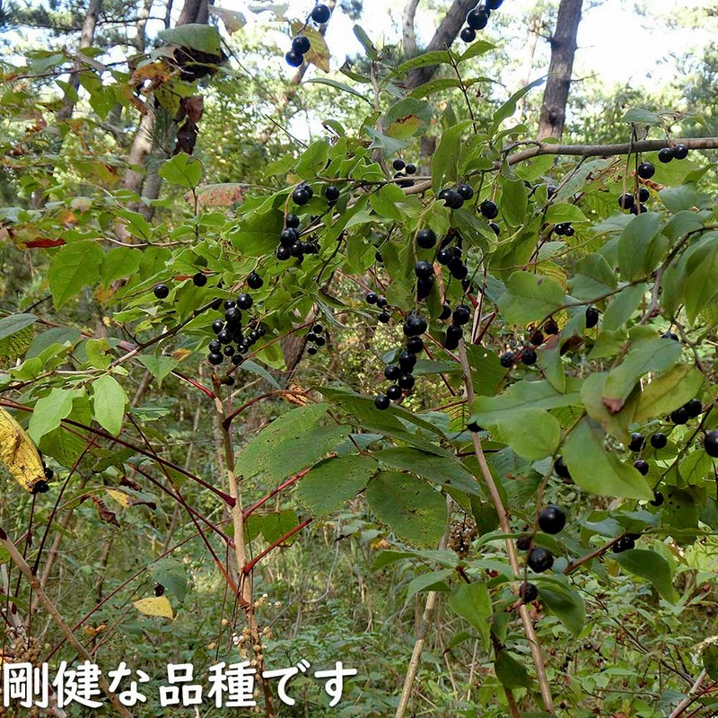 こむぎ  ナツハゼ ナツハゼ 1.2m 露地 苗 | LINEブランドカタログ