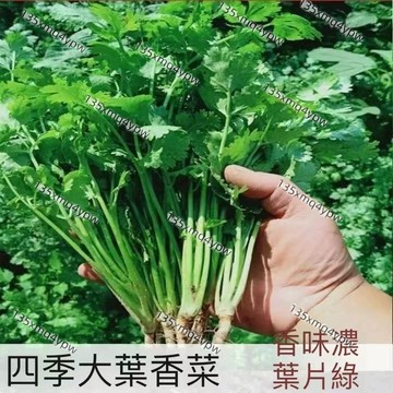 現貨 香菜種子（500粒） 芫荽種子 速生香菜種子 濃香型 四季盆栽蔬菜 香菜籽食用 農家蔬菜 速生 三天出芽 香料種子