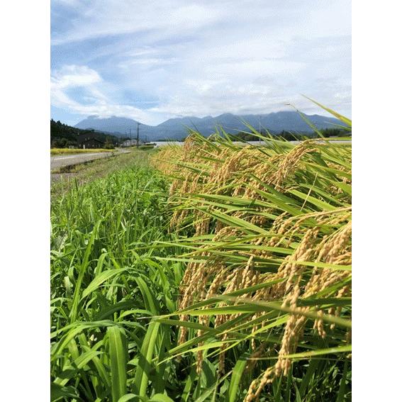 R5年産 特別栽培米 コシヒカリ 玄米 5kg 栃木県産