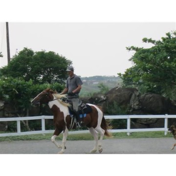 屏東旅遊｜最高折3百｜輕鬆騎馬體驗.藍皮解憂號.雷門招財貓.海口港海景飯店二日｜台中出發_26XGKHH1HB