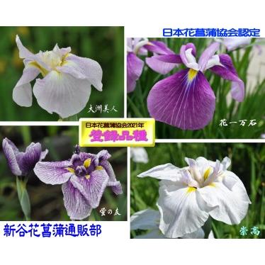 ふるさと納税 花菖蒲の苗　おすすめ5ポットセット 愛媛県大洲市