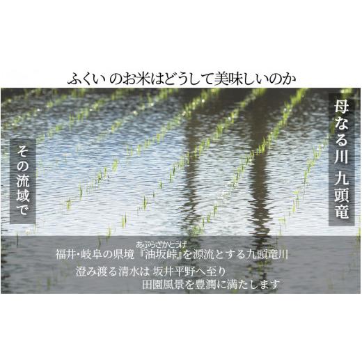 ふるさと納税 福井県 坂井市 福井県産 いちほまれ ＆ コシヒカリ 計10kg [A-3281]