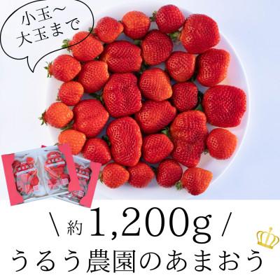 ふるさと納税 朝倉市 うるう農園のあまおうサイズ色々300g×4パック(1200g)(朝倉市)