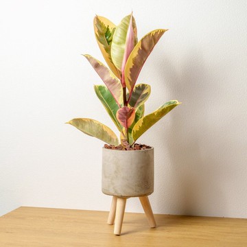 斑葉橡膠樹 水泥盆栽 落地盆栽 小高木腳水泥盆栽 開幕送禮