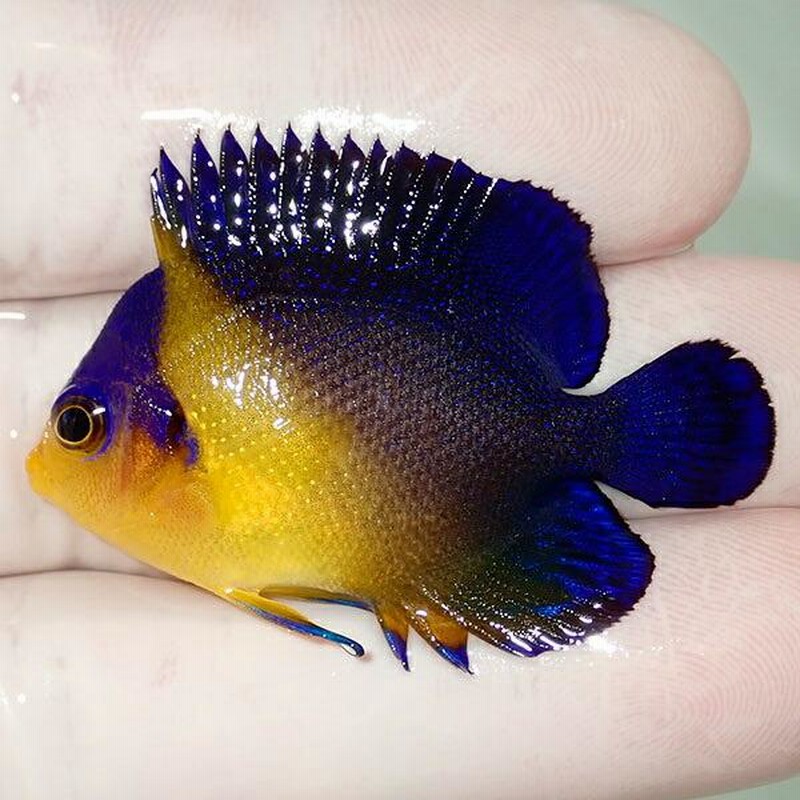 沖縄産スミレヤッコ ヤッコ 海水魚