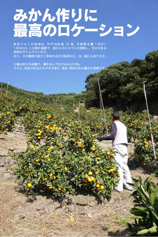 ご予約開始内祝い 御祝 贈り物 ギフト 高級ギフト木箱入 完熟有田みかん豪華 木箱入り50～60玉（約3.3kg入）送料無料（北海道、沖縄を除く）甘み 酸味 コクにこだわった美味しいみかん