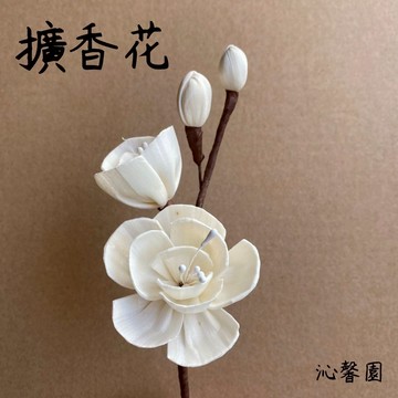 沁馨園🌹 擴香花 擴香瓶專用擴香花 擴香竹 擴香棒 蓪草花 室內擴香花 乾燥花 索拉花 擴香瓶 擴香藤 香薰棒 乾燥花